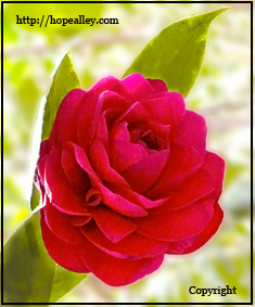 free ecards online, red roses, joy