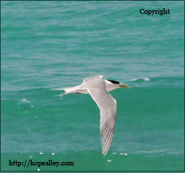 free ecards online, shore birds, ocean