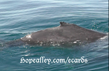 Encounter a humpback whale upclose and personal. What a day!